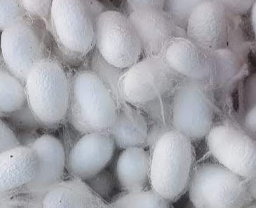 Mulberry Silk Cocoons